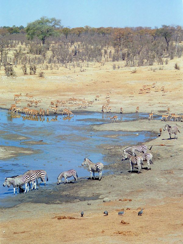 Hwange National Park
