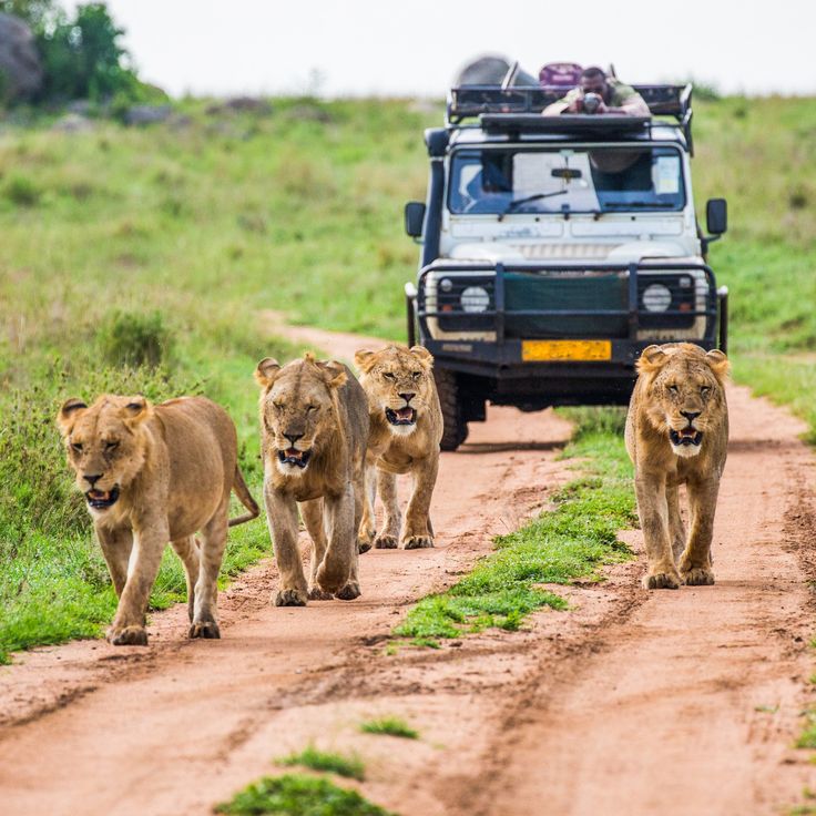 Walking Safari